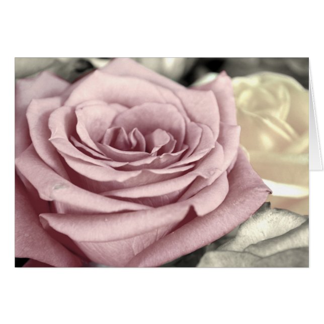 ~SToP aND SMeLL THe-Rose~ (Vorderseite (Horizontal))