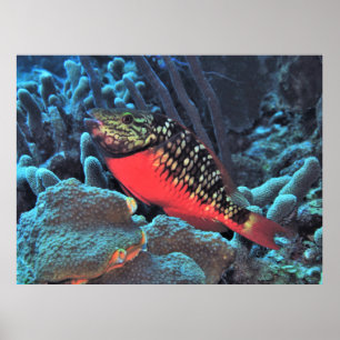 Stoplight Parrotfish Poster