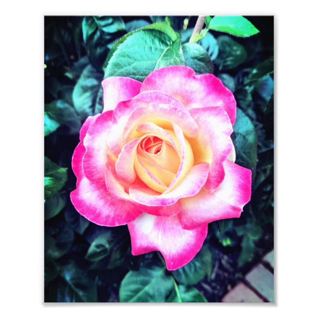 Stopp und Riechen der Rose Fotodruck (Vorne)