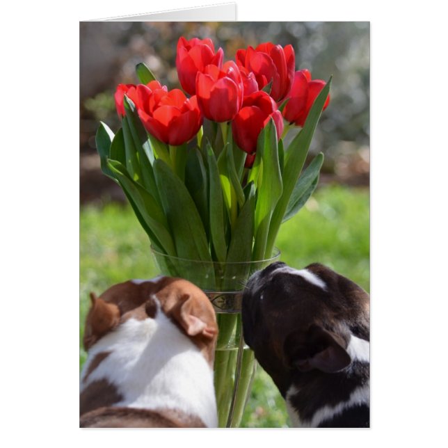 Stoppen und riechen Sie die Tulpen (Vorne)