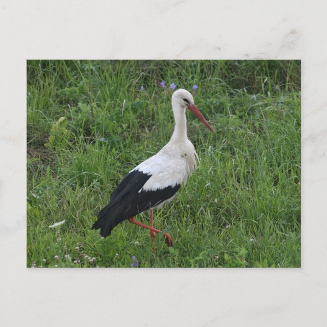 Storch 1 postkarte (Vorderseite)