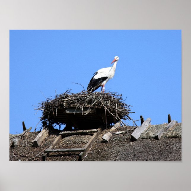Storch auf Nest Poster (Vorne)