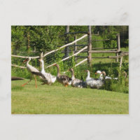 Storch führt Gänseparade Grußkarte