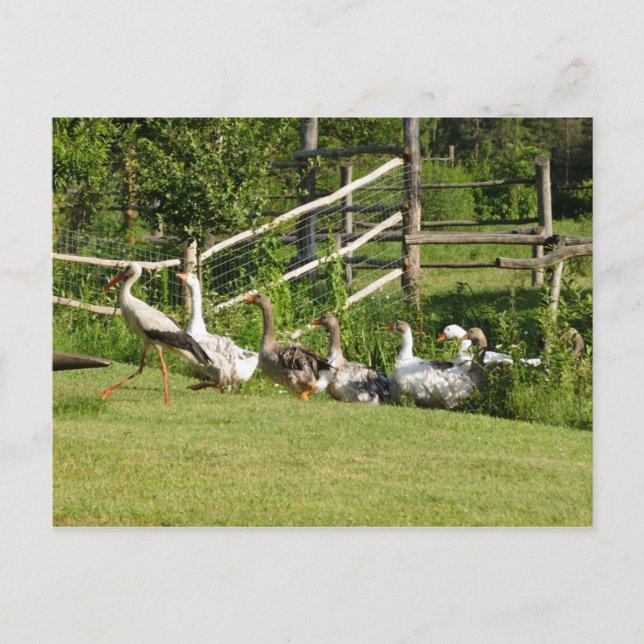 Storch führt Gänseparade Grußkarte Postkarte (Vorderseite)
