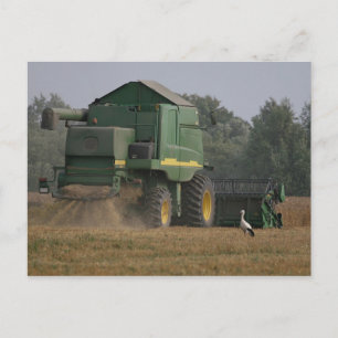 Storch im Maisfeld Postkarte