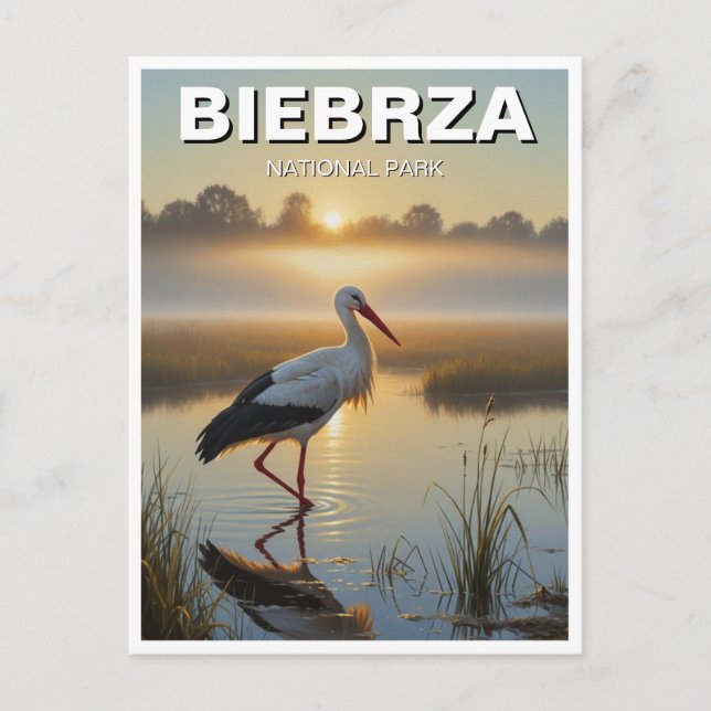 Storch in Biebrza Nationalpark Polen Reisen Postkarte (Vorderseite)