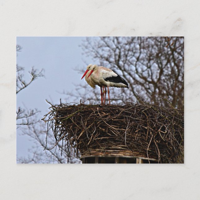 Storch in Nest Postkarte (Vorderseite)