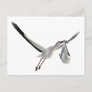 Storch mit Bundle auf Weiß Postkarte