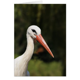 Storch - Symbol von Straßburg und Elsass, Frankrei