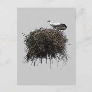 Storchennest Postkarte
