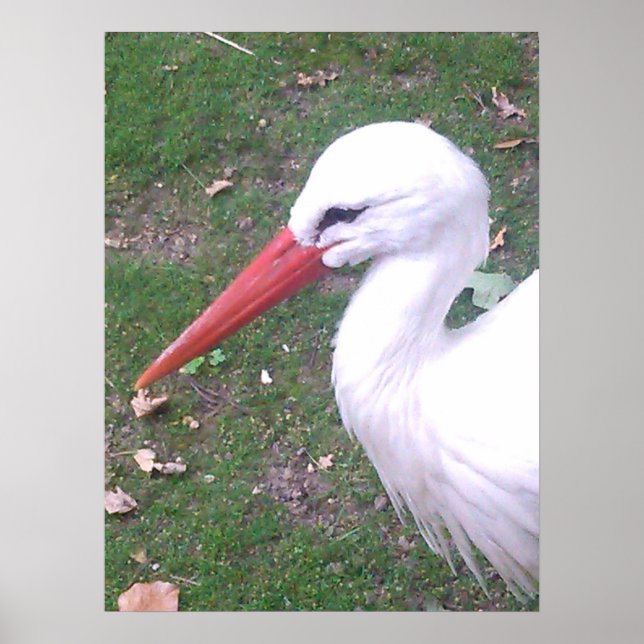 Storchposter Poster (Vorne)