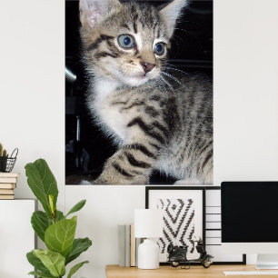 "Störenfried: Die Mischlinge Tabby Kitten Poster
