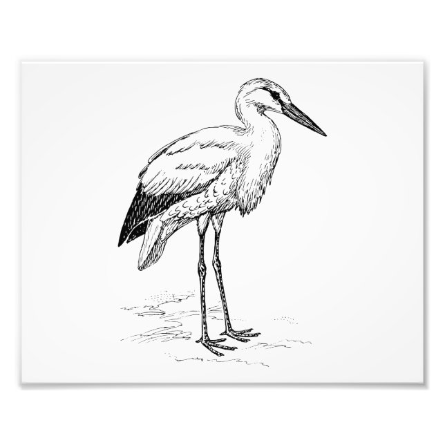 Stork Bird Black and White Cartoon Fotodruck (Vorne)