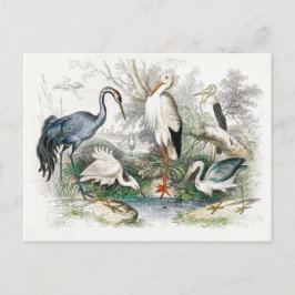 Stork Crane Vintag Art Postkarte