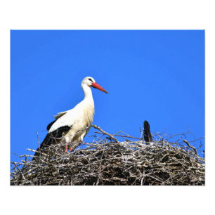 Stork Nest Fotodruck