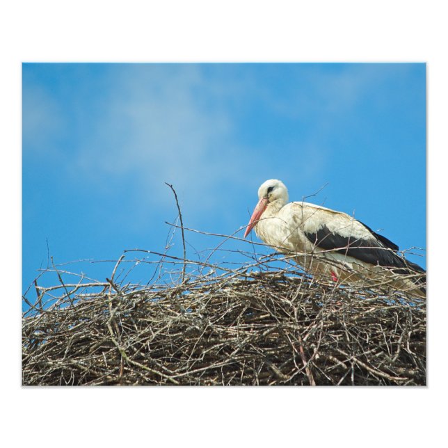 Stork's Nest Foto (Vorne)