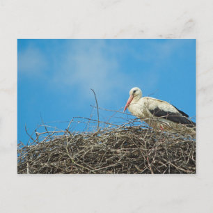 Stork's Nest Postcard Postkarte