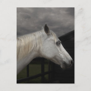 Storm horse postkarte