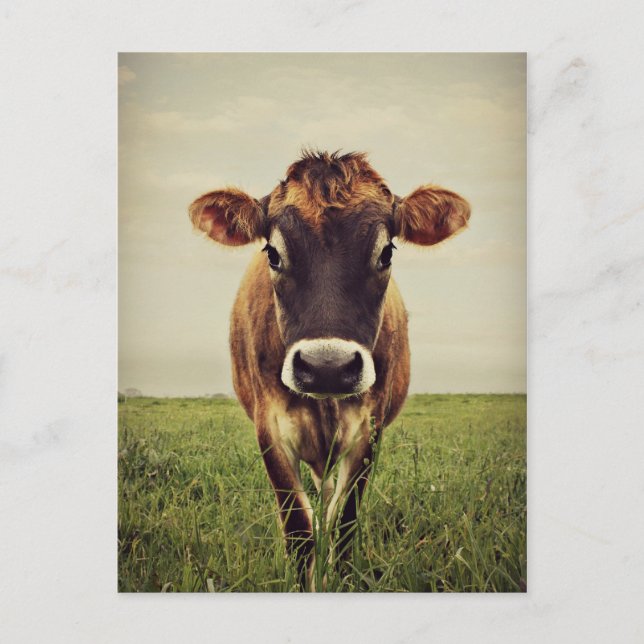 Stormy Postkarte (Vorderseite)