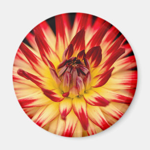 Strahlend gelbe und rote Blume, Nahaufnahme einer Magnet