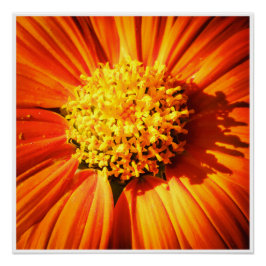 Strahlende Orange Blume Makro-Wandkunst-Druck Foto Poster
