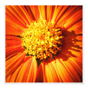 Strahlende orangefarbene Blume Makro-Wandkunst-Dru Fotodruck