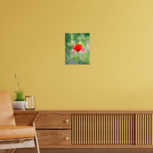 Strahlenroter Klatschmohn Poster
