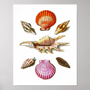 Strand-Haus-Dekor-SeeMuschel-Kunst druckt Nr. 14 Poster