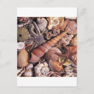 Strand mit Muscheln aus Naturwasser Postkarte