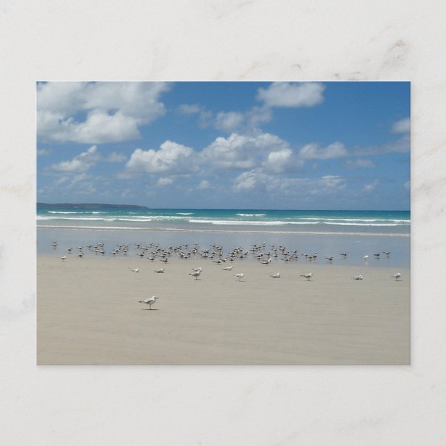 Strand mit Seaguls Postkarte (Vorderseite)