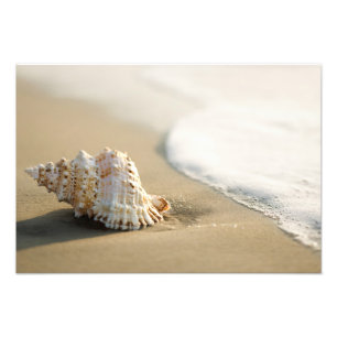Strand-Schalen-Fotoabzug Fotodruck
