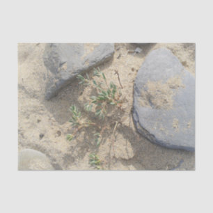 Strand Seidenpapier