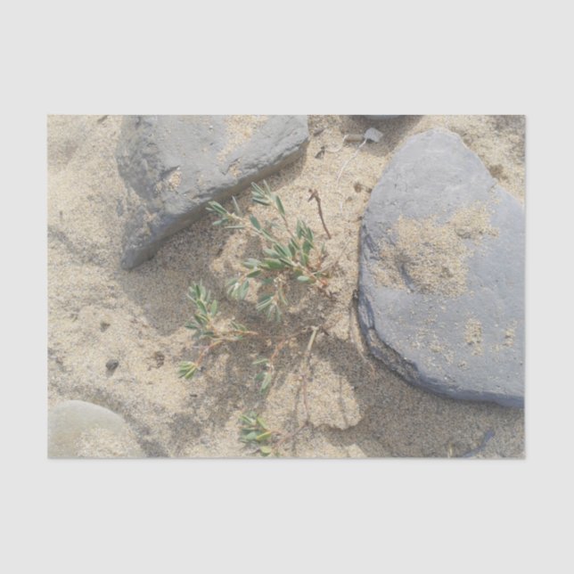 Strand Seidenpapier (Vorderseite)