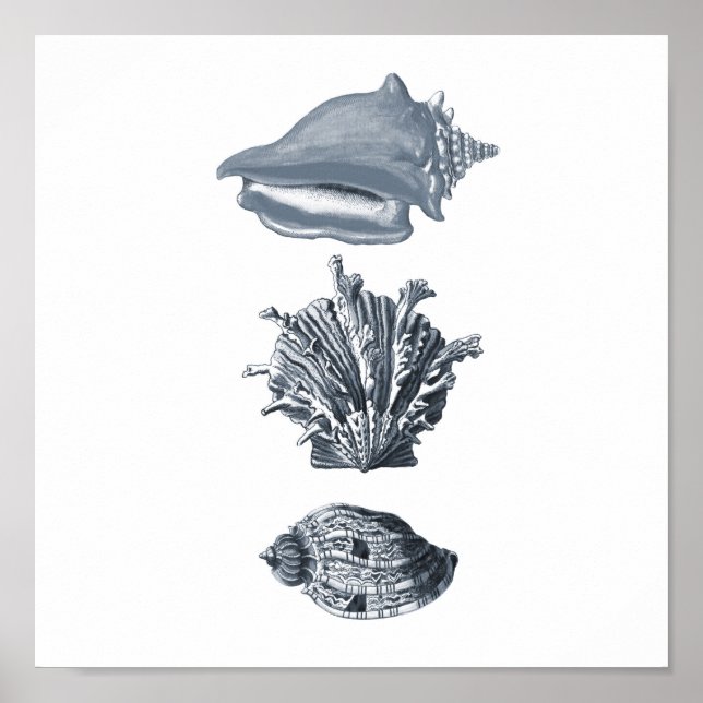 Stranddekoration mit grauen Muscheln #8 Poster (Vorne)