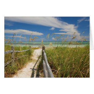 Strandhafer (Uniola paniculata) wächst am Strand,