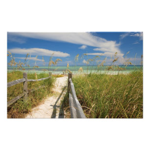 Strandhafer Uniola paniculata) wächst am Strand, Fotodruck