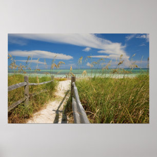 Strandhafer (Uniola paniculata) wächst am Strand, Poster