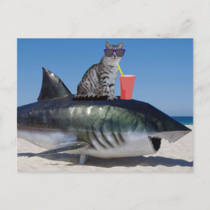 STRANDKATZE AUF SHARK FUNNY POSTCARD POSTKARTE