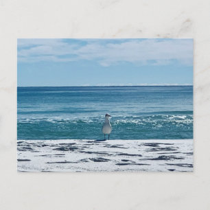 Strandmöwe Original Vogel Fotografie Postkarte