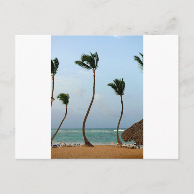 Strandpalme Postkarte (Vorderseite)