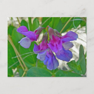 Strandpea (Lathyrus maritimus) - Koordinationsgege Postkarte