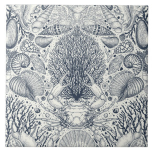 Strandschätze, Muscheln, Krabben, Korallen und Mee Fliese