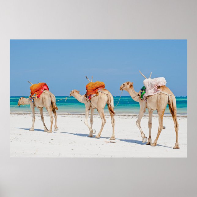 Strandtiere Poster (Three camels walking on a white sand beach with a clear blue sky and turquoise water.)