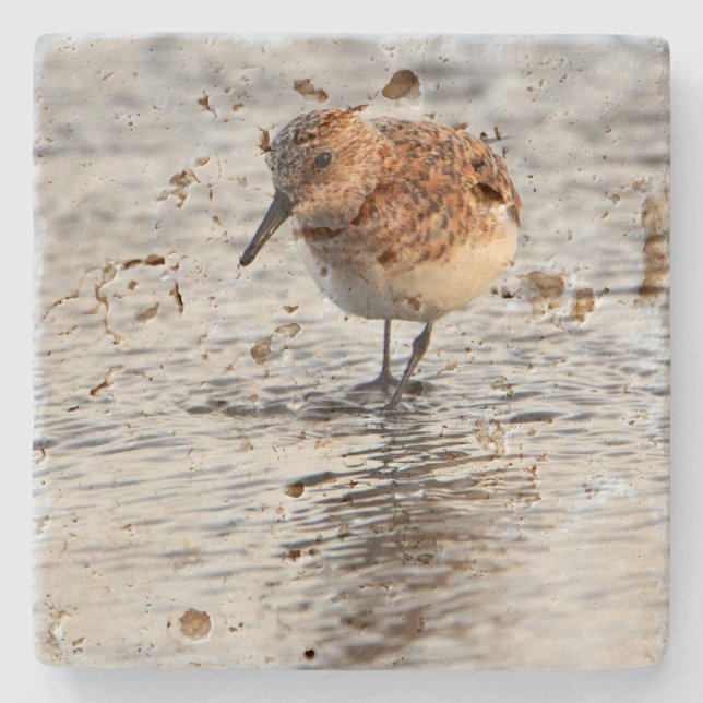 Strandvogel-Foto-Steinkocher Steinuntersetzer (Vorderseite)