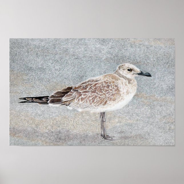 Strandvogel Poster (Vorne)