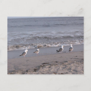 Strandvögel Postkarte