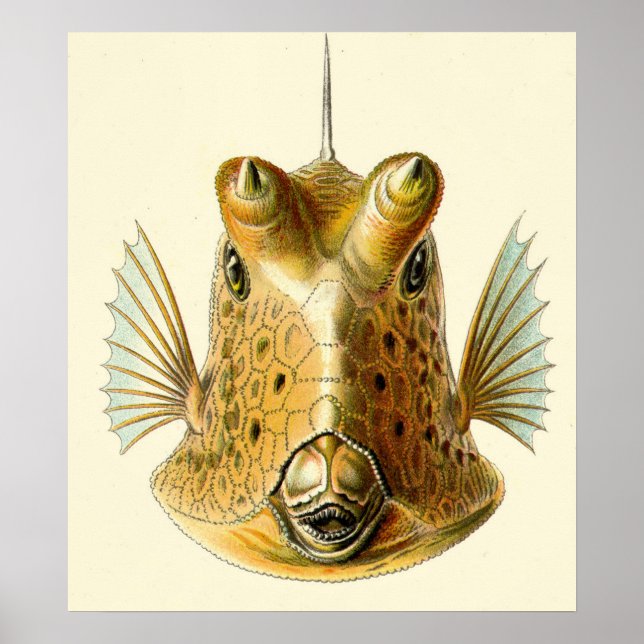 Strange Horned Fish Poster (Vorne)
