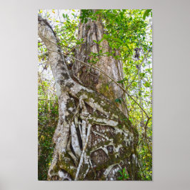 Strangler Fig, Big Cypress National Preserve, FL, Poster