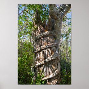 Strangler Fig, Big Cypress Sumpf, Florida Poster