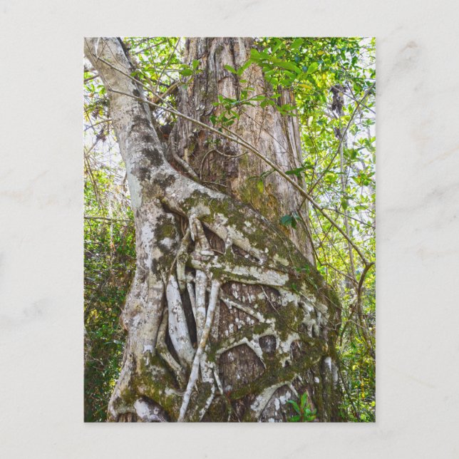 Strangler Fig, Big Cypress Sumpf, Florida Postkarte (Vorderseite)